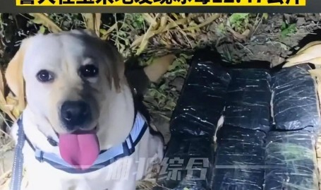 汪汪队立功奖励“鸡腿花环”和摸摸头警犬在边境玉米地发现25斤!警方为立功缉毒犬授花环加鸡腿